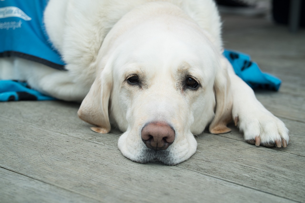 You are currently viewing An Animal Breeder’s Approach to Producing High-Quality Working Dogs